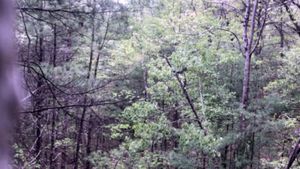 Millstone Woods May 2018's poster