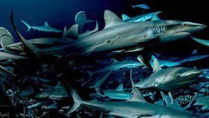 700 Sharks's poster