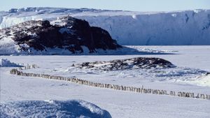 March of the Penguins's poster