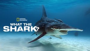 What the Shark?'s poster