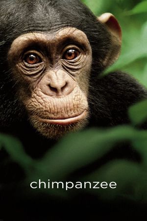 Chimpanzee's poster