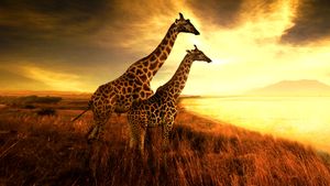 Saving Giraffes: The Long Journey Home's poster