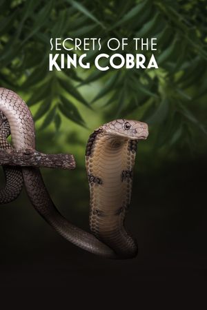 Secrets of the King Cobra's poster