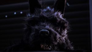 Dogman's poster