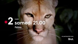 Big Cats's poster