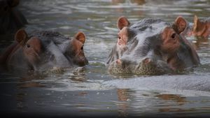 Hippo Supremacy's poster