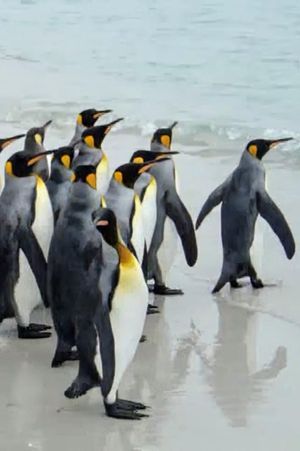 King Penguins in North Malvinas's poster