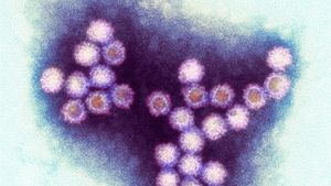 Winter Viruses and How to Beat Them's poster