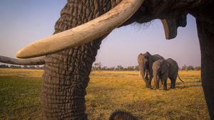 Into the Okavango's poster