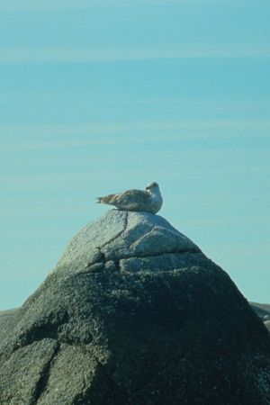 Tide Pools's poster