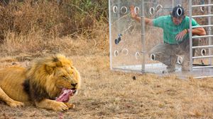 Man V. Lion's poster