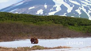 Kamchatka Bears. Life Begins's poster