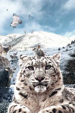 Snow Leopards and Friends's poster