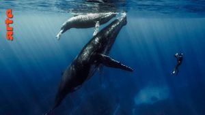 Quand baleines et tortues nous montrent le chemin's poster