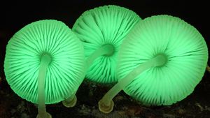 The Kingdom: How Fungi Made Our World's poster