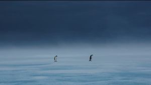 Les Secrets des Animaux des Glaces's poster