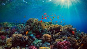Can We Save the Reef?'s poster