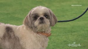 The 2018 American Rescue Dog Show's poster