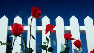 Blue Velvet's poster