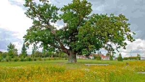 Trees, a Global Superpower's poster