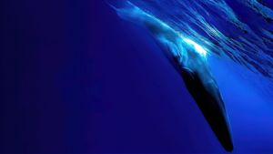The Loneliest Whale: The Search for 52's poster