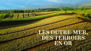 Les Outre-mer, des terroirs en or's poster