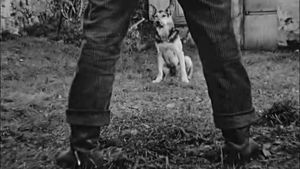 Le Chien's poster