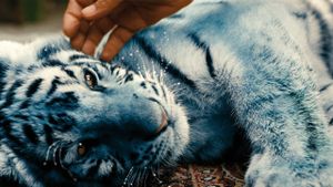 The Blue Tiger's poster