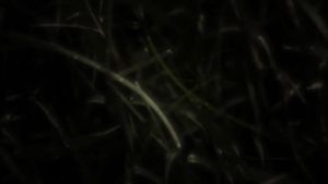 Penumbra's poster