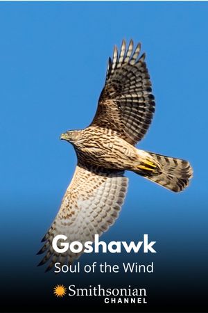 Goshawk - Soul of the Wind's poster