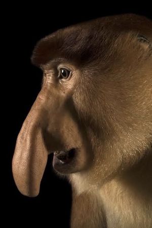 Clown of the Jungle: The Proboscis Monkey of Borneo's poster