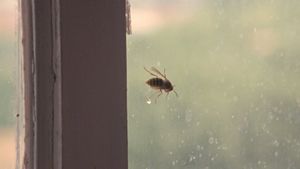 Wasp's poster