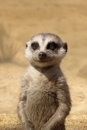 The Lion King's poster