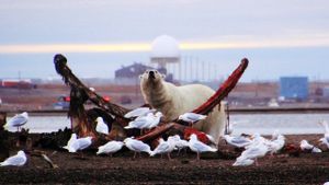 The Great Polar Bear Feast's poster