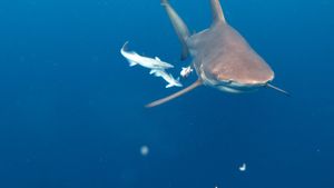 Big Sharks Rule's poster