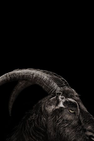 The Witch's poster