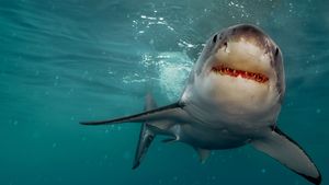 Return of the White Shark's poster