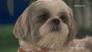 The 2018 American Rescue Dog Show's poster