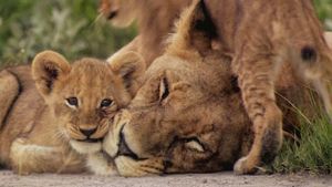 The Last Lions's poster