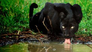 The Real Black Panther's poster
