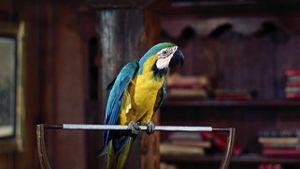 Doctor Dolittle's poster