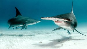 Bull Shark vs Hammerhead's poster