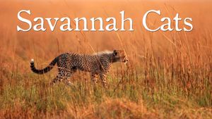 Savannah Cats's poster