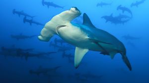 Sharkcano: Hawaii's poster