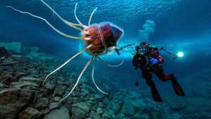 The Deep Med's poster