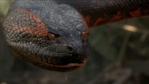 Anaconda's poster