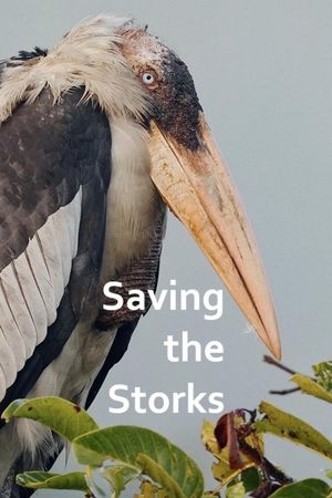 Saving the Storks with Sir David Attenborough's poster