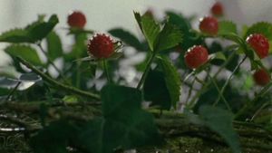 Wild Berries's poster