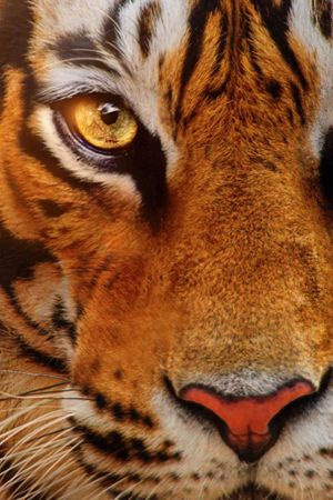Tigers on the Rise's poster