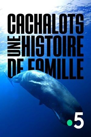 Cachalots, une histoire de famille's poster